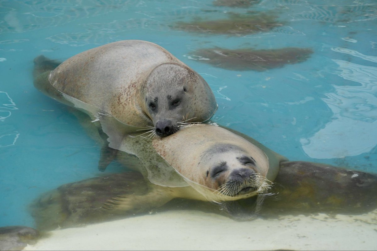 もふもふ tweet media