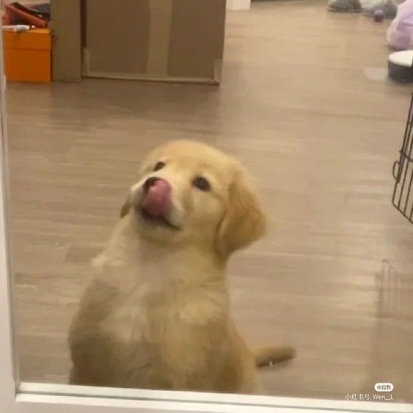 puppies video tweet media