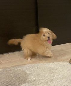 puppies video tweet media