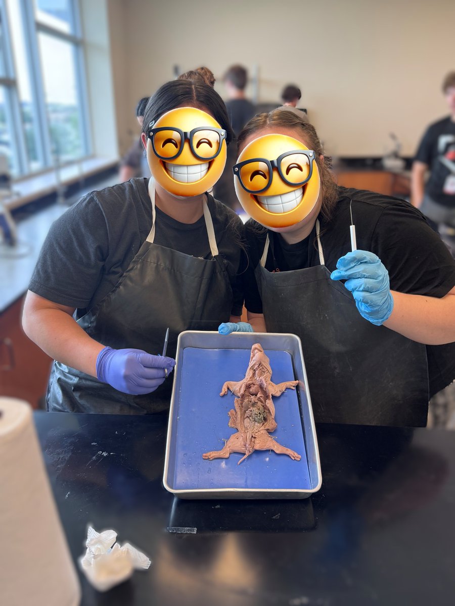 AledoISDScience's tweet photo. Mrs. Roberson’s 9th grade Biology students at Aledo DNG are bringing anatomy and physiology to life this week through fetal pig dissections! Students are investigating how animal body systems work together and seeing science beyond the textbook.

#growinggreatness #bearcatscience #aledoisd #Biology #HandsOnLearning