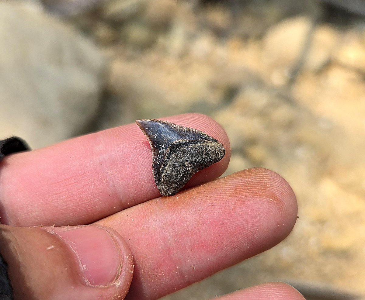 carnotaurus58's tweet photo. 恆春找鯊魚牙化石 https://t.co/vWVULaA65b