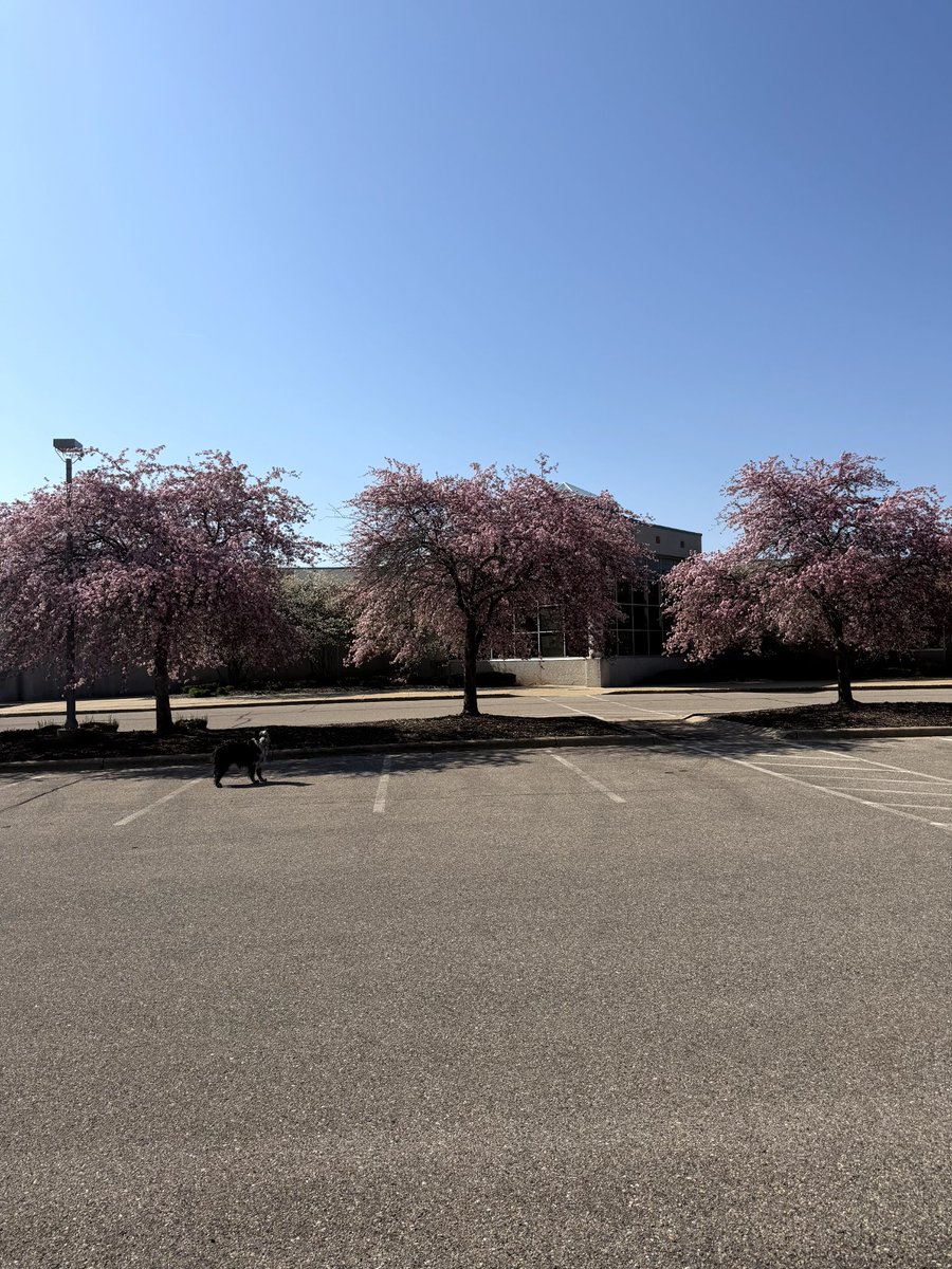 ThePattersonIce's tweet photo. It's safe to say that spring has arrived! https://t.co/UW0BVROsaP