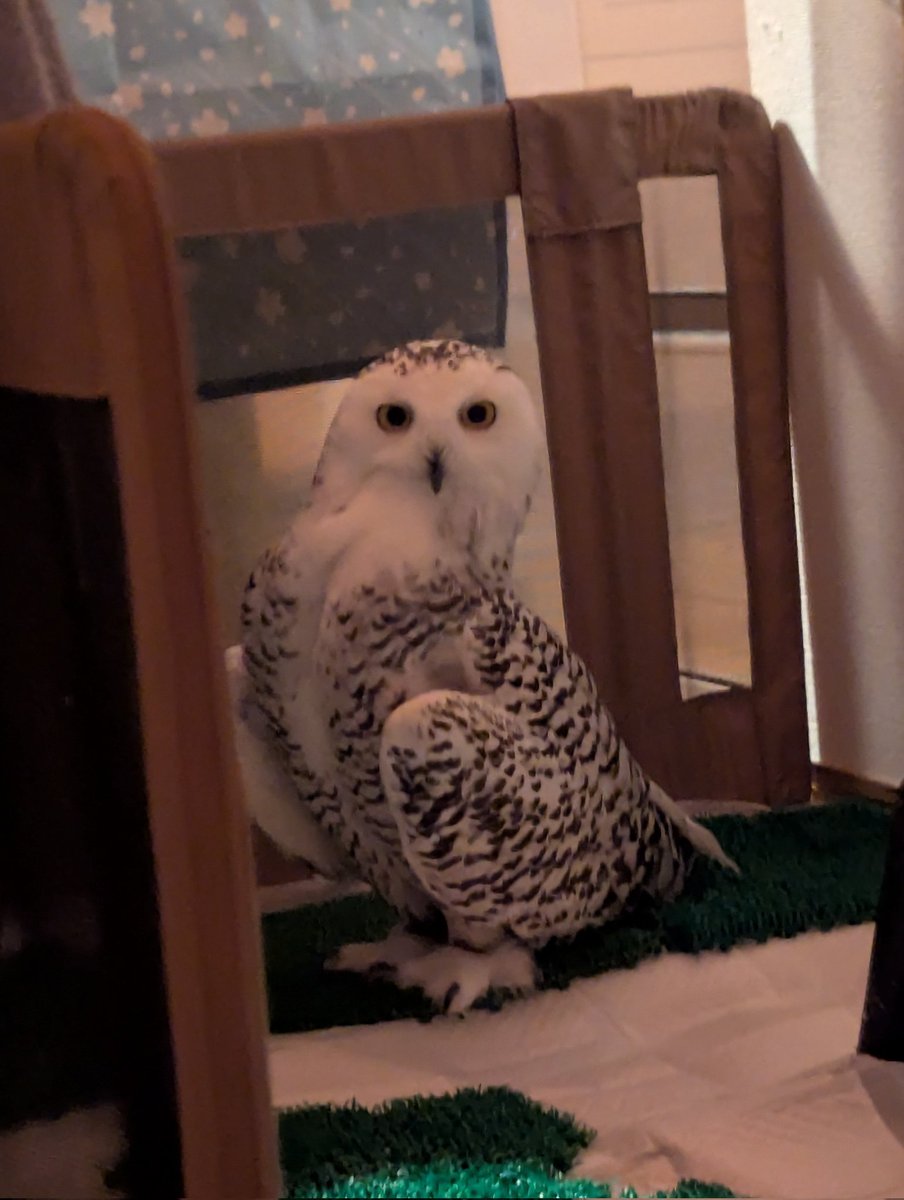 ☁ぽぽ☁シロフクロウ tweet media