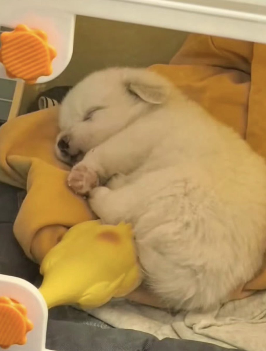 puppies video tweet media