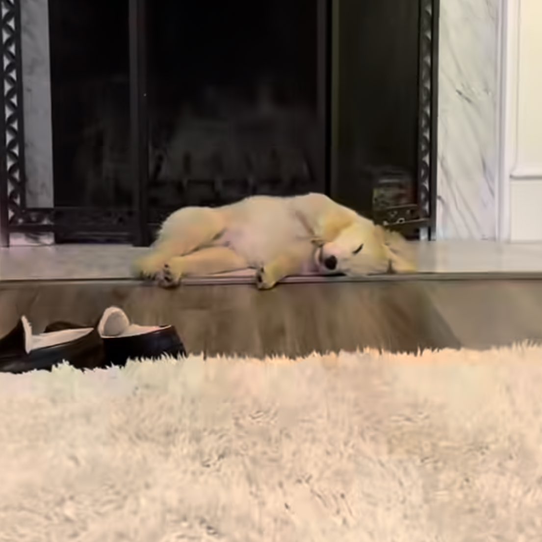 puppies video tweet media