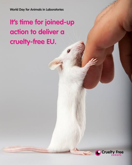 diereenvriend's tweet photo. 2023: 9,1 miljoen dierproeven verricht in Europa – een magere daling van 3% sinds 2022. Op deze #Wereldproefdierendag is een gezamenlijke, EU-brede aanpak nodig op het gebied van chemicaliën, consumentenveiligheid en onderzoek om
uitfasering van dierproeven te versnellen. https://t.co/ZD3jhmoxmj
