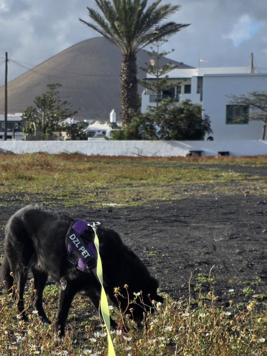 Amigues patud da Mia em Cabo Verde tweet media