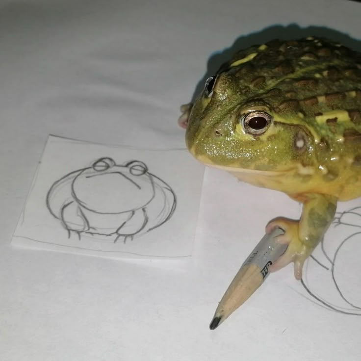 slothnapking's tweet photo. Stop everything you’re doing and witness a masterpiece in the making. Rate his skills! ⭐"

Hashtags: #ArtistFrog #Masterpiece #SelfPortrait #FrogArt #TalentedPets #ArtVibes https://t.co/zxLSDc1WED