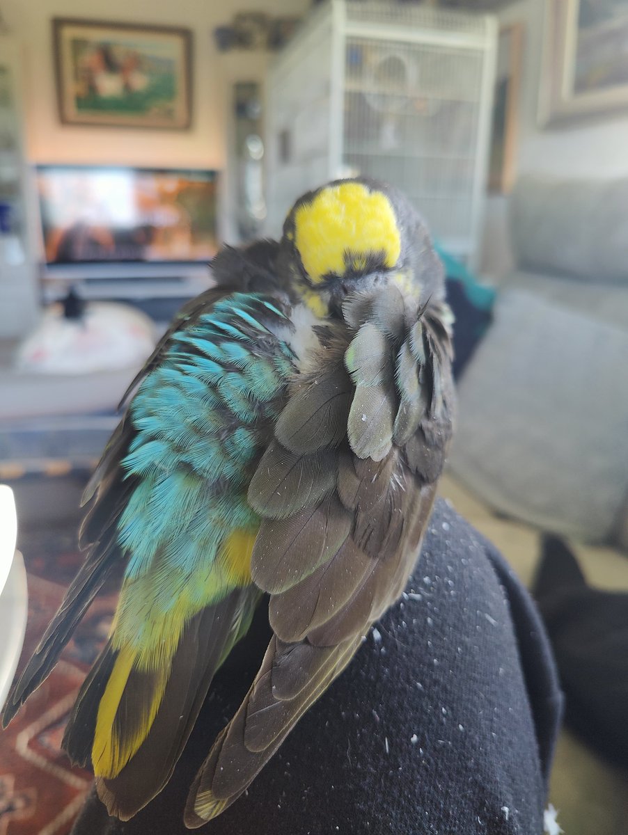 TobyGentlemane's tweet photo. Eepy burb

Mandatory @xaixevion tag https://t.co/E2VlIsN3zu