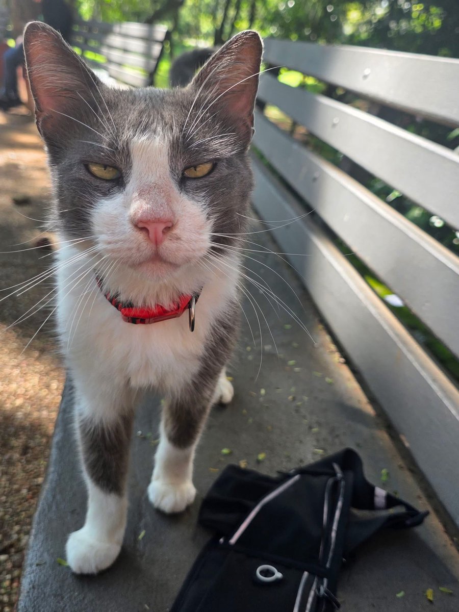 Gatito con collar rojo aparentemente extraviado en la ciclovía de san Lorenzo si alguien le busca o le reconoce por favor ir a buscarlo