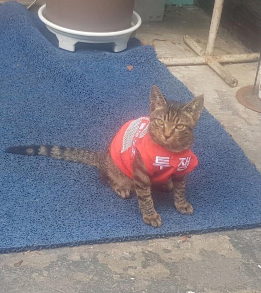 똥똥이 tweet media