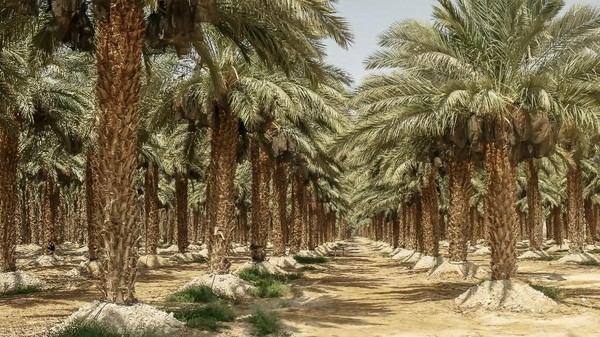 Bilal Fahrur Rozie tweet media