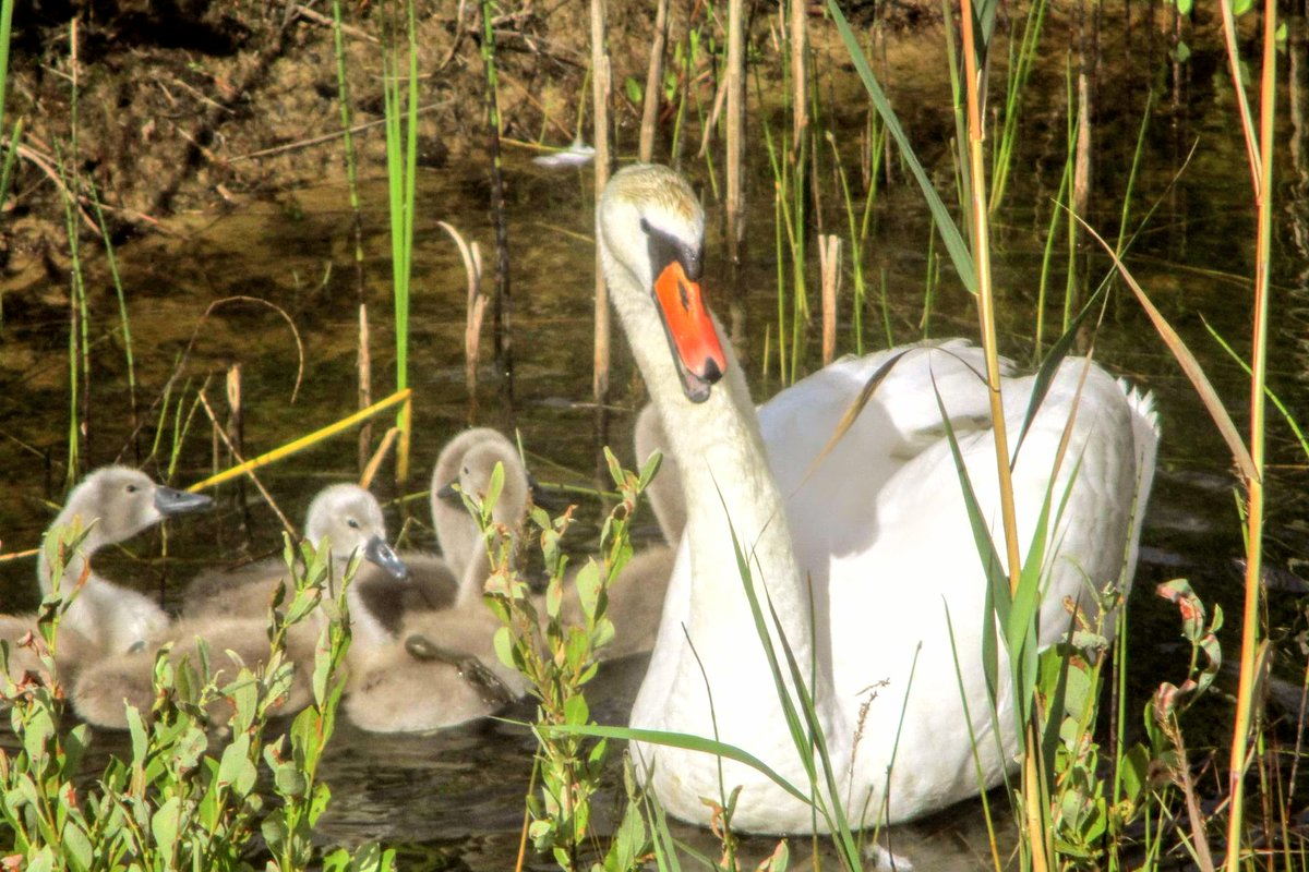 Firstonx's tweet image. #swans #birds #photography