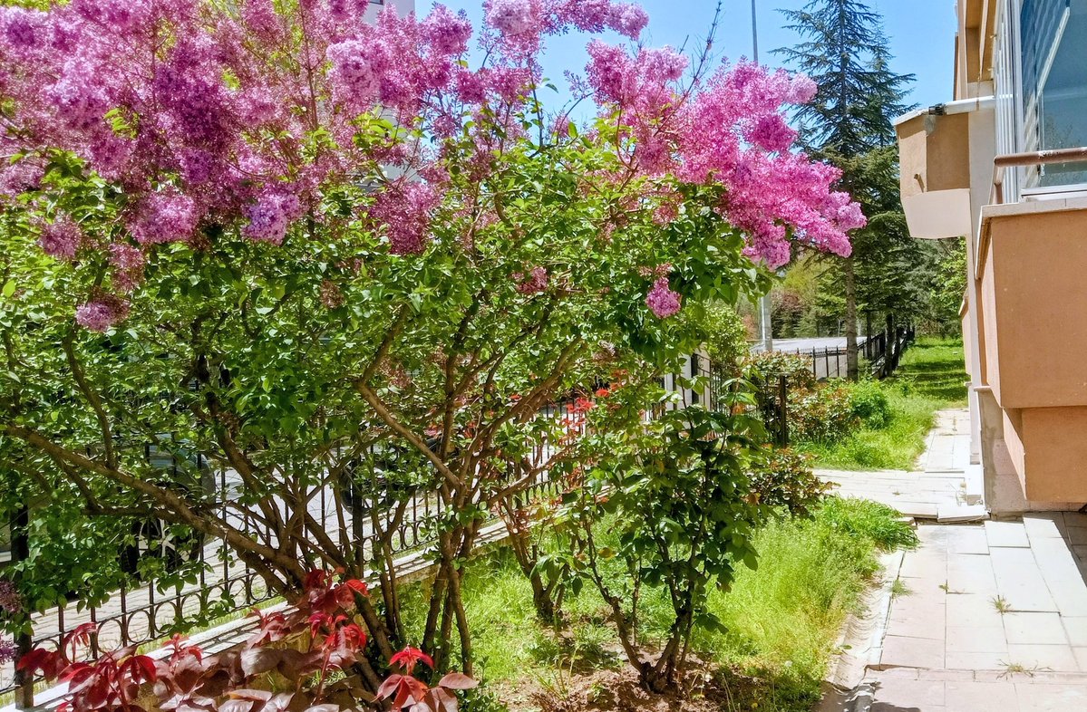 profsofuoglu's tweet image. Ön bahçede leylak zamanı... Leylaklar güllerin habercisidir ama güller henüz hazır değiller!
Ulusumuzun yeniden güzel günlere kavuşması dileğiyle...
#SpringTime