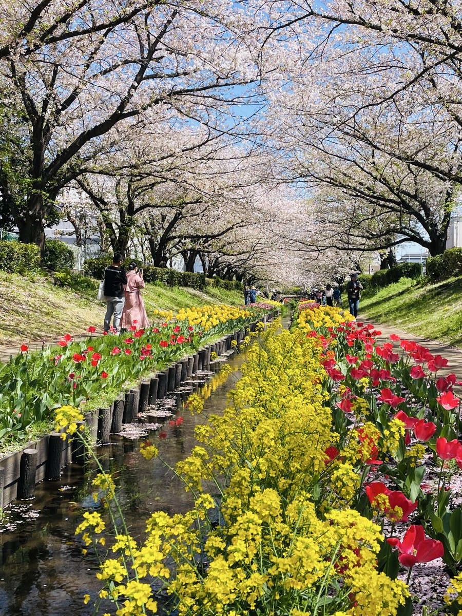江川沿いを歩きながら、桜の花びらが風に揺れ、まるで時間が引き延ばされた春の映画のワンシーンのようだ。来年はもう少し早く来よう。
#江川せせらぎ緑道
4月8日