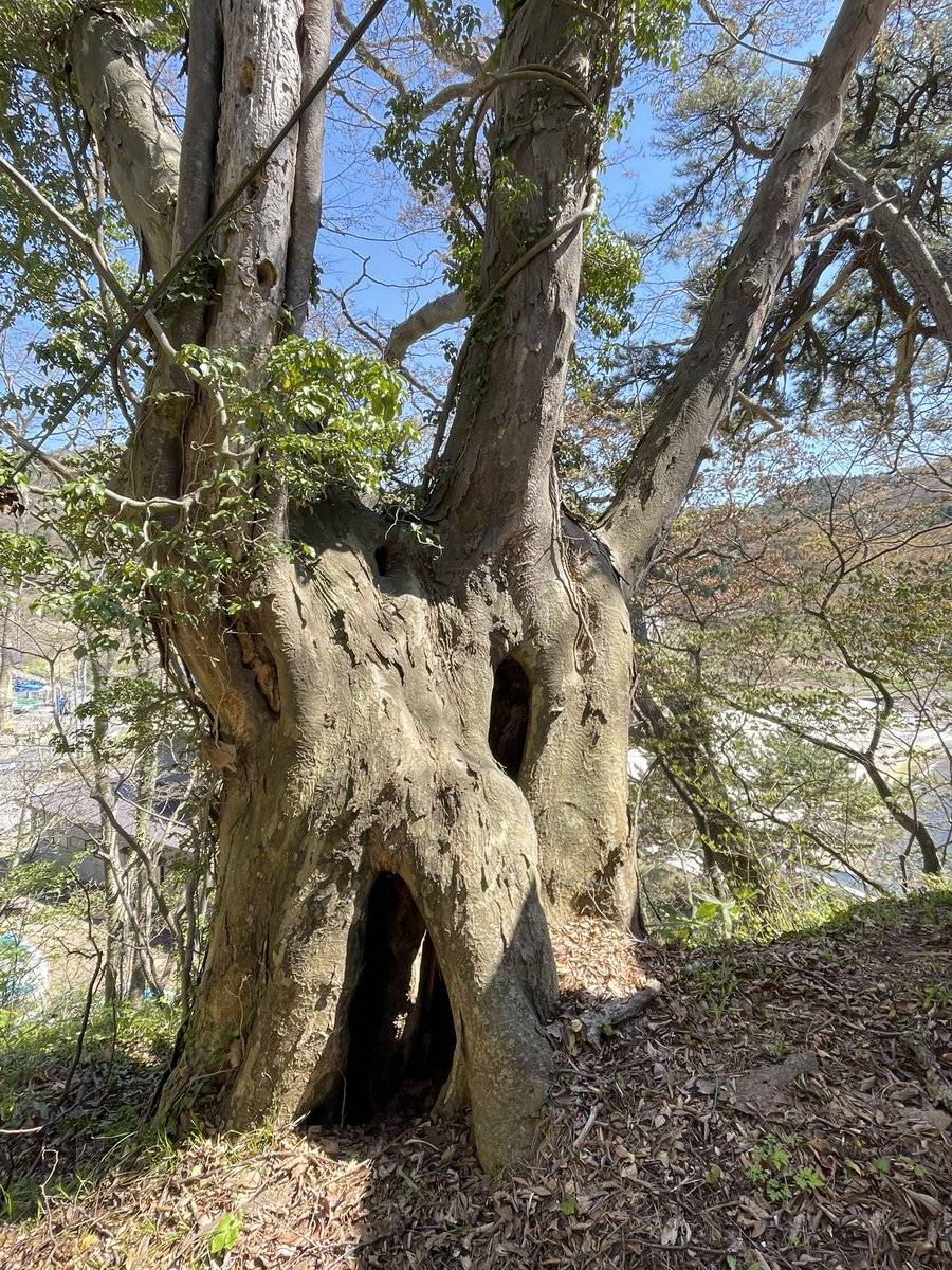 ヨナダ丸⛩巡礼と探訪 tweet media