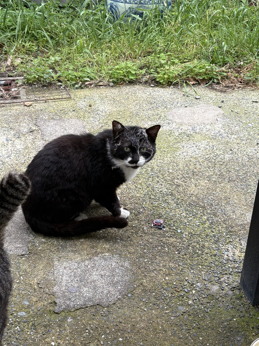 れんげ tweet media