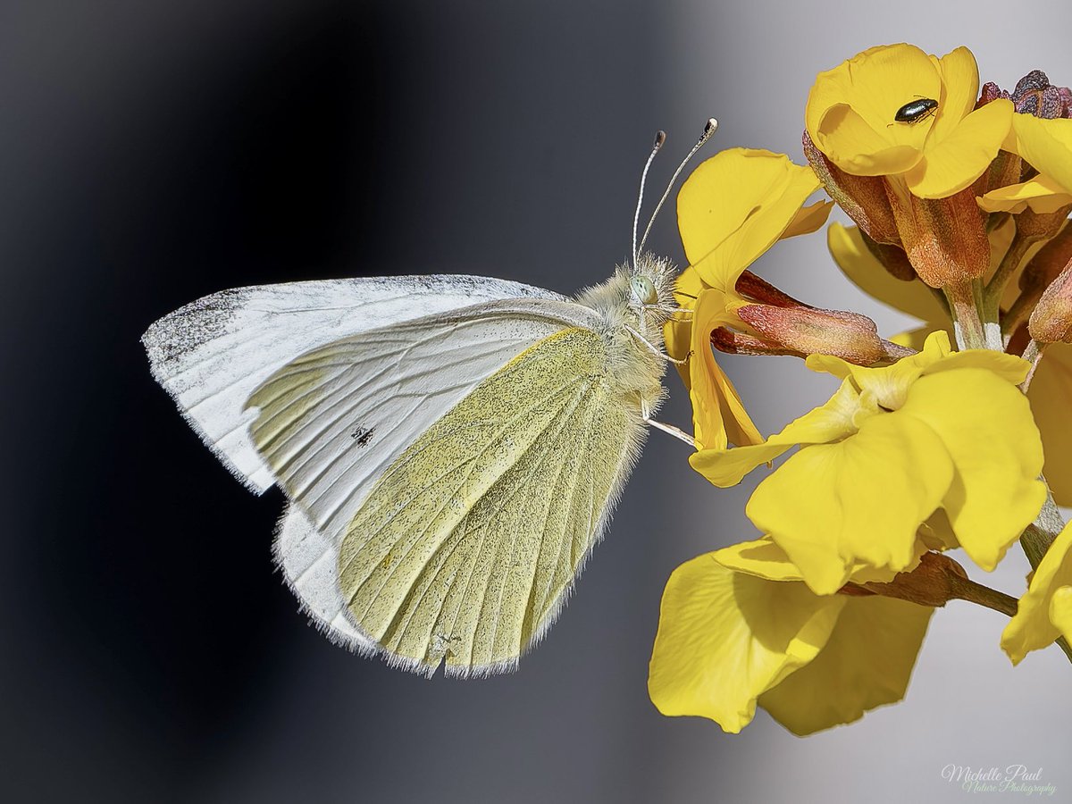 Michelle Paul tweet media