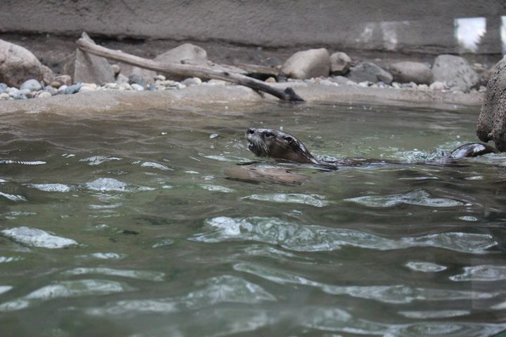 Art of the Day! "Otter". Buy at: ArtPal.com/map?i=204591-3