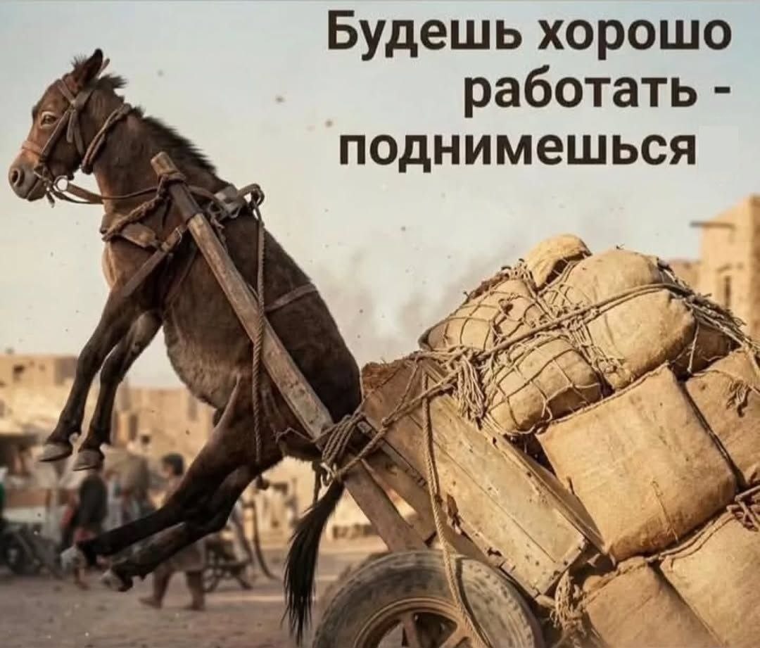 79кг пакараны с интересами tweet media