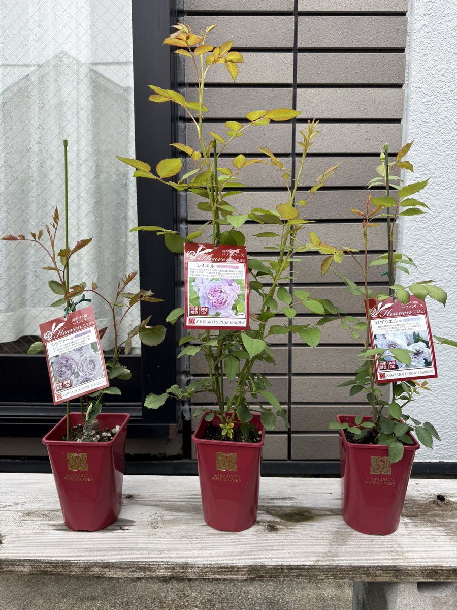 孤独さん(レアキャラ) tweet media