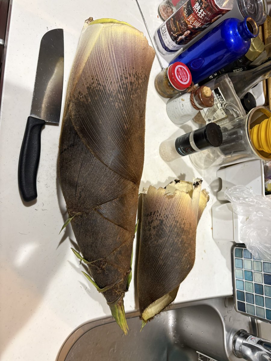 18271969's tweet photo. 茨城の大子で仕入れた🎍。
¥500でこの大きさ！
ナマでも美味しいですね。
明日の弁当にします。 https://t.co/UyvIFnqh2P