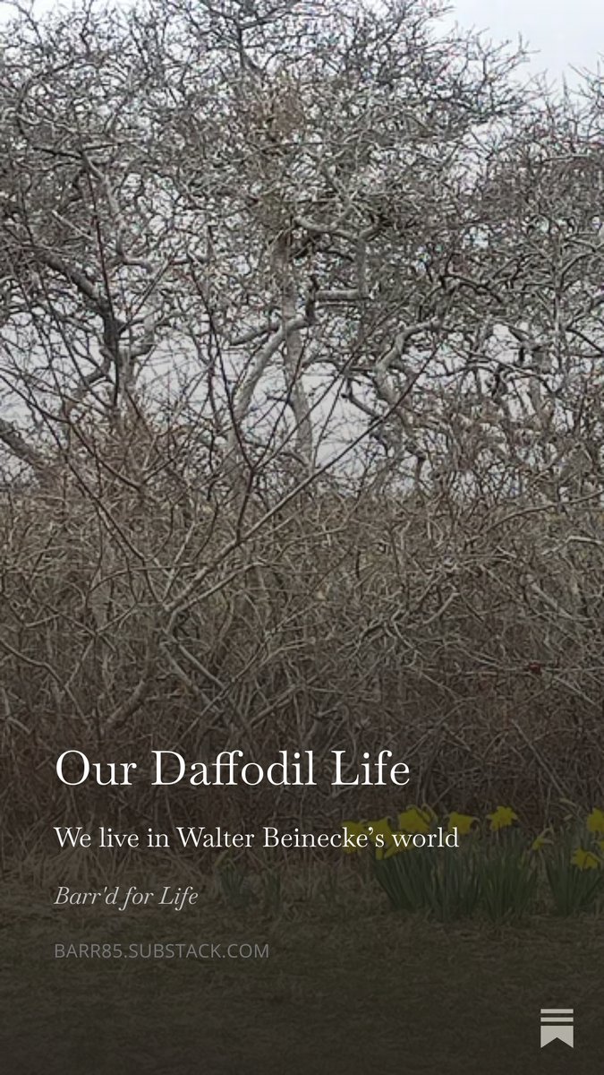Profbarr's tweet image. Our Daffodil Life open.substack.com/pub/barr85/p/o… 
#nantucket #culture #daffyday