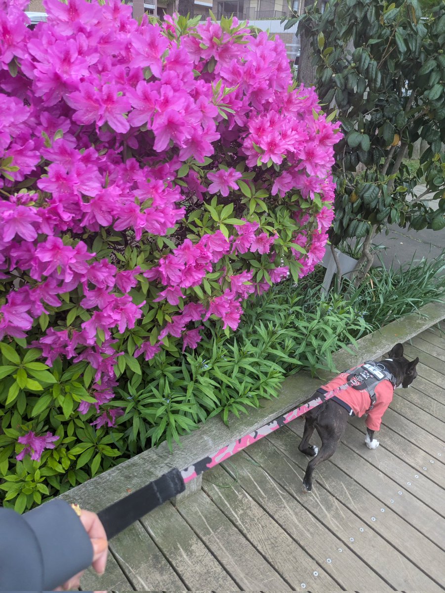 Ｋ(仮名)【ピエラー】 tweet media