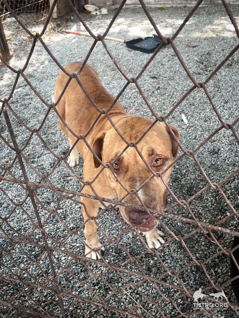 tmtrdorg's tweet image. A pitbull girl, around 5 years old, was left on the roadside in our responsible area. Some locals shared she once had an owner, but they couldn’t control her, especially around other dogs. 
After several incidents, she was abandoned. Until our local municipality partners stepped