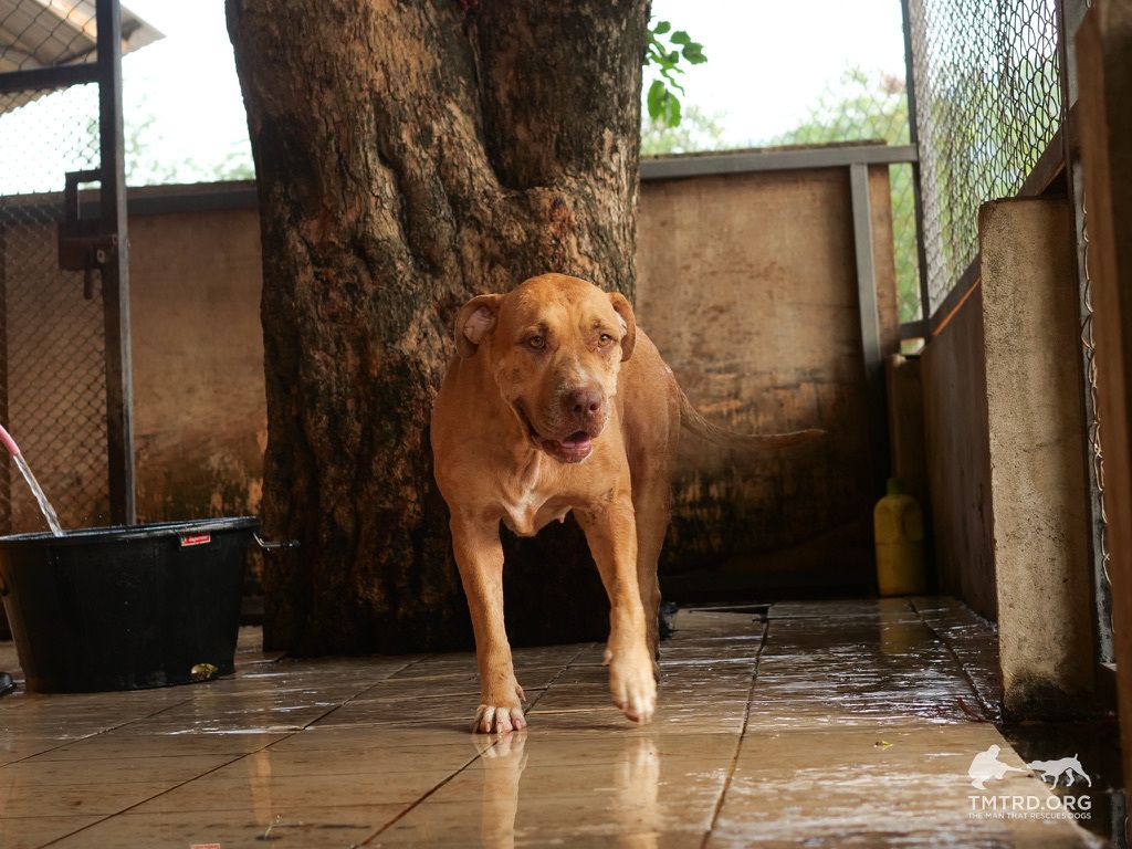 tmtrdorg's tweet image. A pitbull girl, around 5 years old, was left on the roadside in our responsible area. Some locals shared she once had an owner, but they couldn’t control her, especially around other dogs. 
After several incidents, she was abandoned. Until our local municipality partners stepped