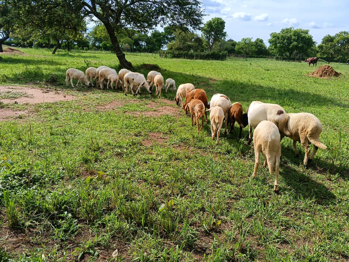 IshentoMerron's tweet photo. Female sheep can produce twice a year, enabling rapid flock expansion, with 1 acre capable of supporting 15–20 sheep. https://t.co/DykVoGTIws