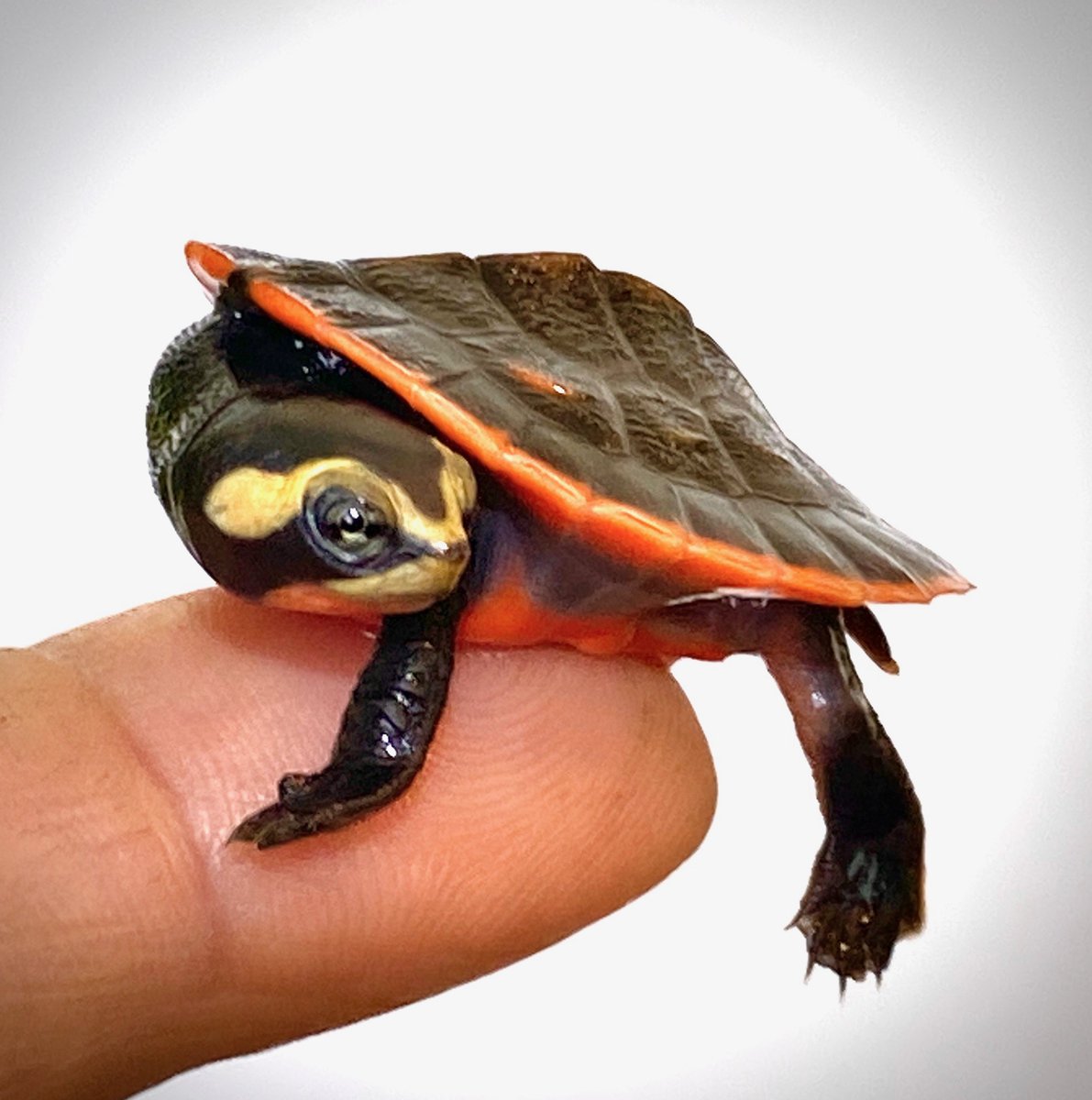 Happy International Turtle &amp; Tortoise week - mailchi.mp/theturtlesourc…