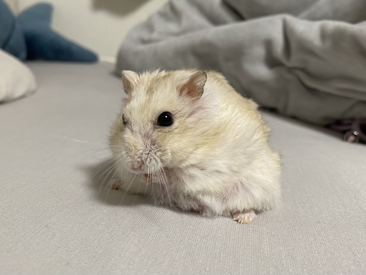 わらびもち(飼い主) tweet media