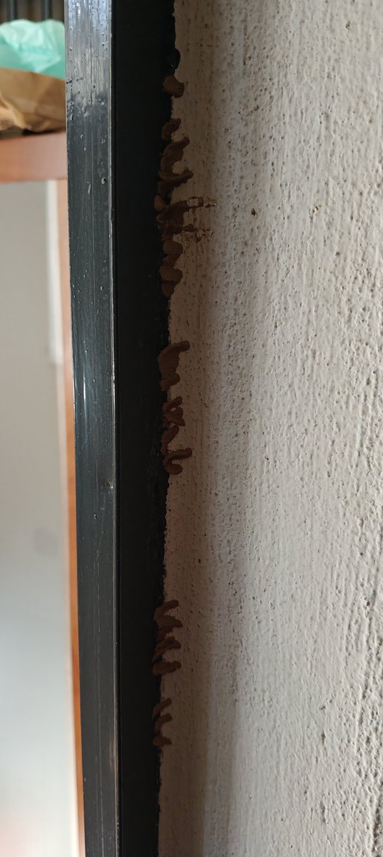 Buongiorno <a href="/Nicola_Bressi/">Nicola Bressi</a> chi sta cercando di fare qualcosa qui? È la porta della caldaia, è al piano inferiore però c'è una finestra vicina, con griglia, che dà sulla rampa del garage. La porta del locale caldaia è sempre aperta