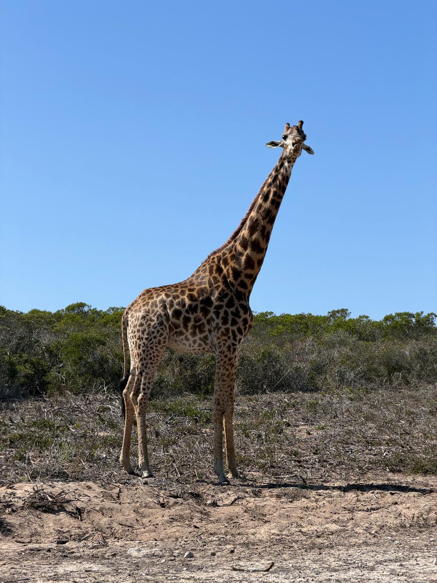 CorewireLtd's tweet image. #FridayPhoto - We see some sights on our travels - this however was incredible! What an animal! Tried selling them some #Hardfacing but they weren't bothered. 🦒🦒 #GlobalTravel #Weldclad #RollWelding #Corewire #Forgeweld #DieWelding #Giraffe