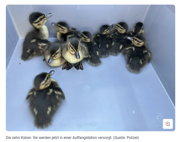 Autobahn gesperrt, Entenküken gerettet, Mutter verschwunden: So ist es auf der A66 in Hessen passiert.  Beide Fahrtrichtungen wurden gesperrt, 10 Küken gefunden, die schließlich zum Wildtierzentrum gebracht wurden, weil die Mutter nicht mehr auffindbar war - vermutlich