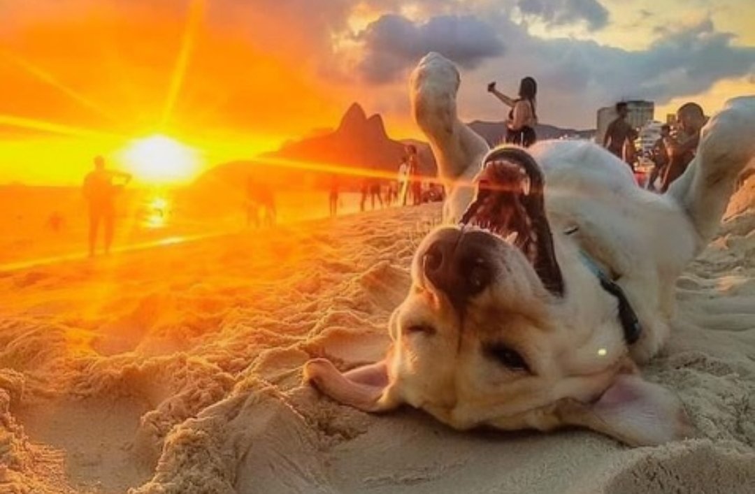 Todo Dia Cães tweet media