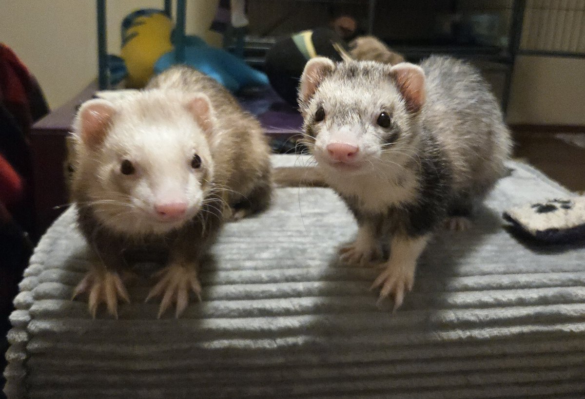 CrimFerret's tweet image. Happy Ferret Friday!

- Dookheim (gray/white)
- Arson (brown/white)
- Mayhem (Albino)

#AcademicPets #Ferrets