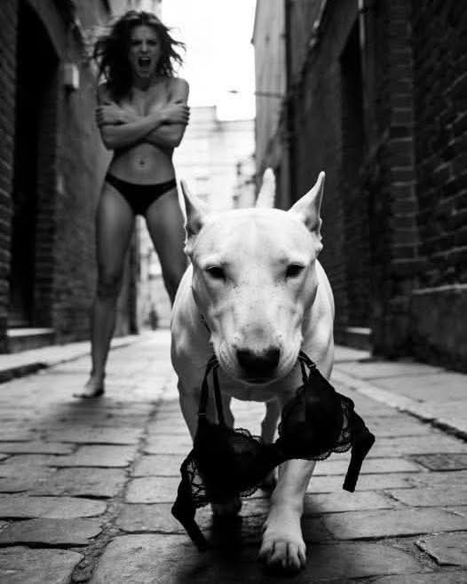 Metropolitan tweet media