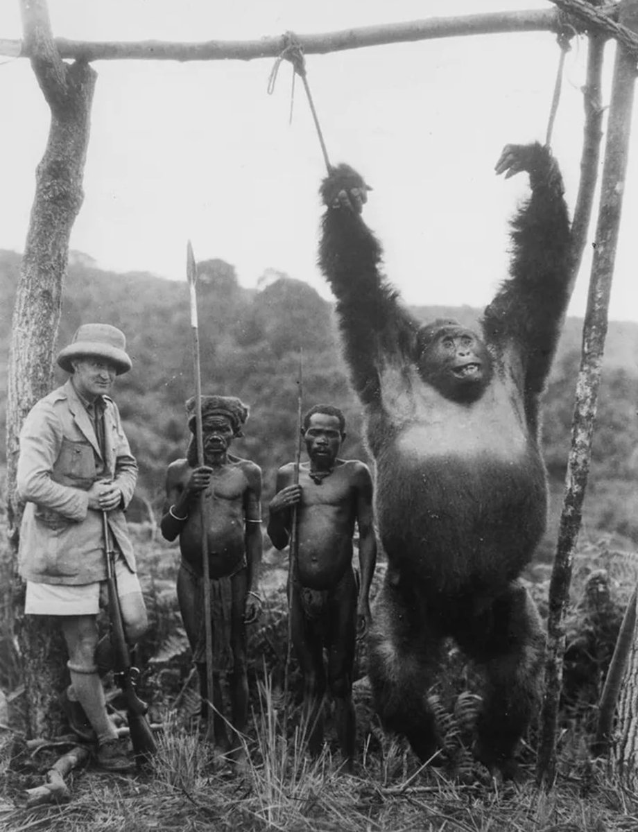 El explorador italiano Attilo Gatti y dos pigmeos que habían contratado con Javier Tebas recien atrapado,  Congo Belga 1930.