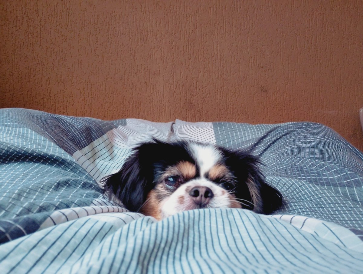 T R O U X A tweet media