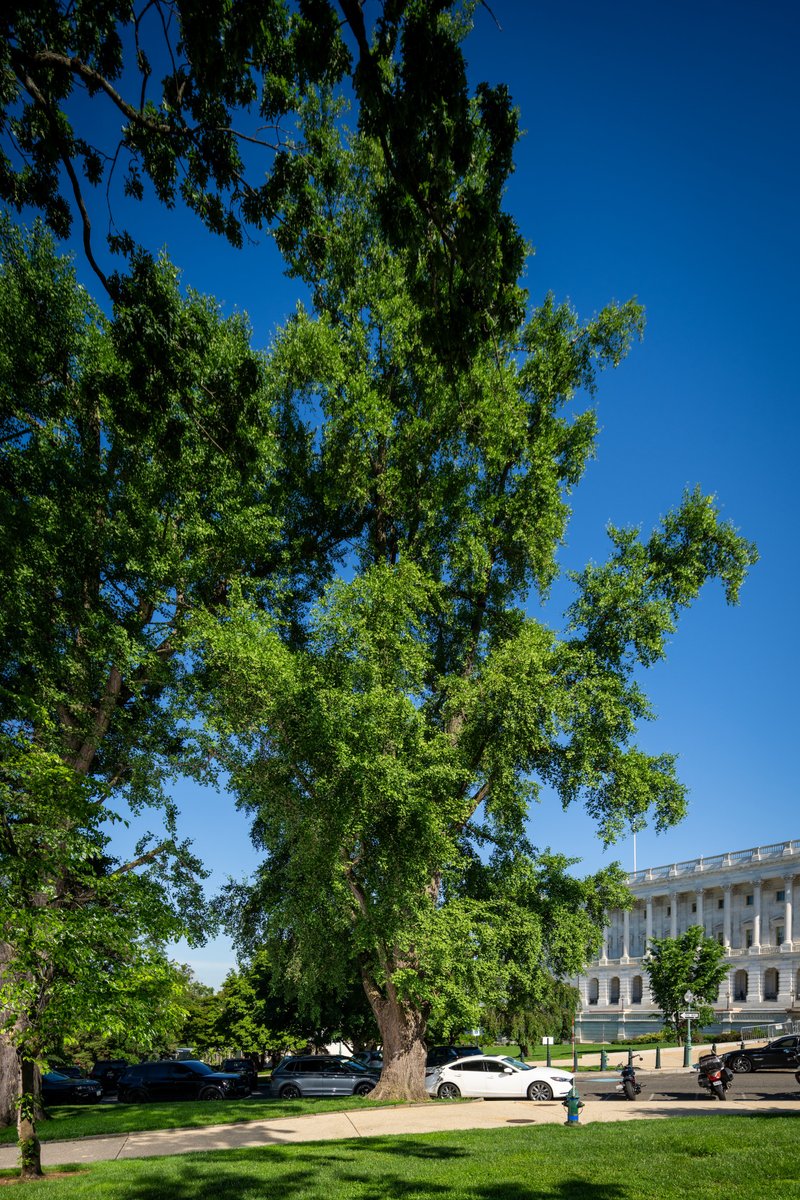Architect of the Capitol (AOC) tweet media