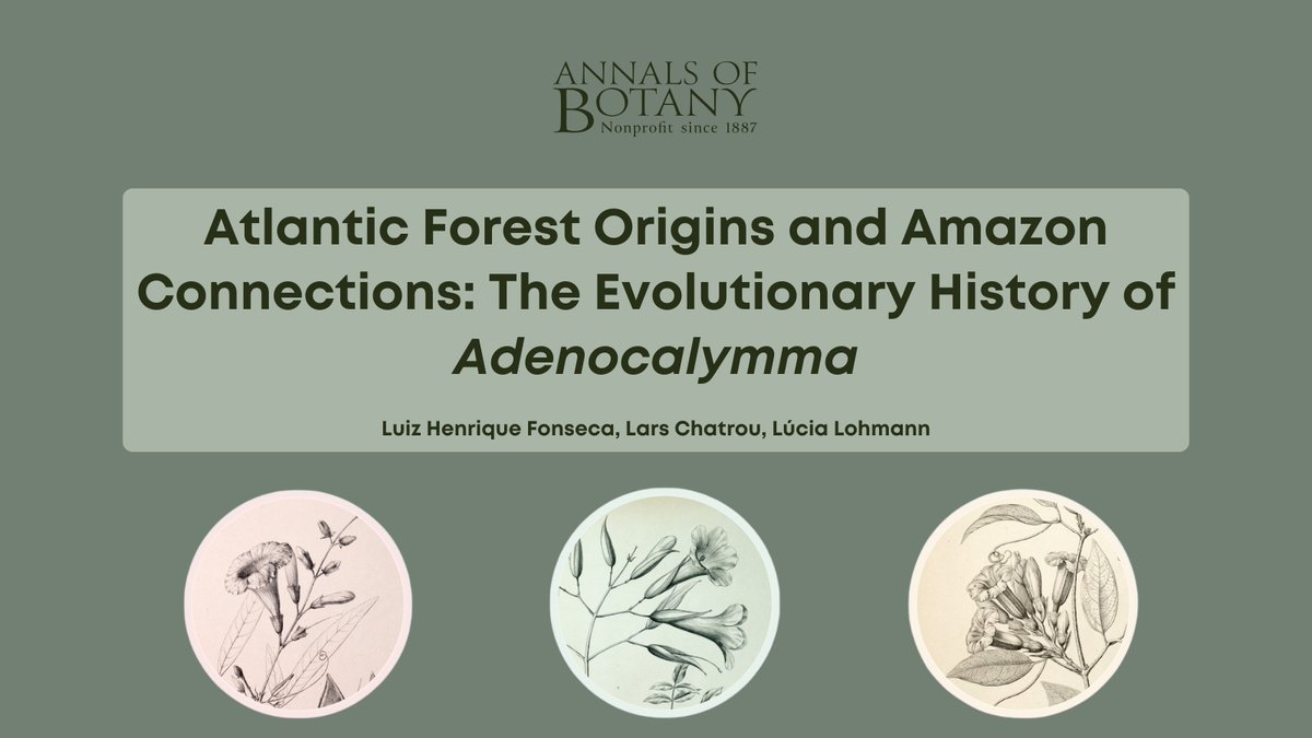 annbot's tweet image. 🌿Join us to learn about the newly published “Atlantic Forest Origins and Amazon Connections: The Evolutionary History of Adenocalymma” in @annbot by Luis Henrique Fonseca and co-authors. 🧵 (1/7)

👉 doi.org/q262
#PlantScience #Biogeography #Evolution #Phylogenomics