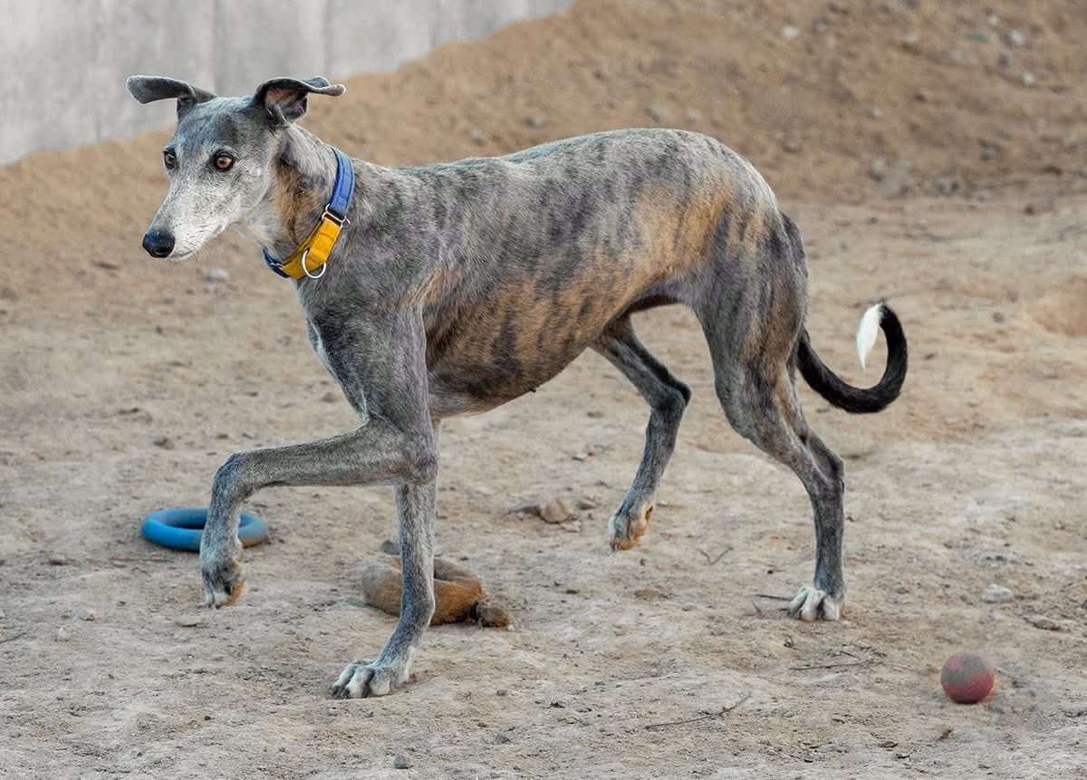 Just following up on Gala again. 
She had no interest from her previous video. Maybe more photos will help show how beautiful she is 😍
She’s 5yrs old, extremely shy in the kennels but much happier and curious when out walking. 
Imagine the potential in a home. She’s going to be