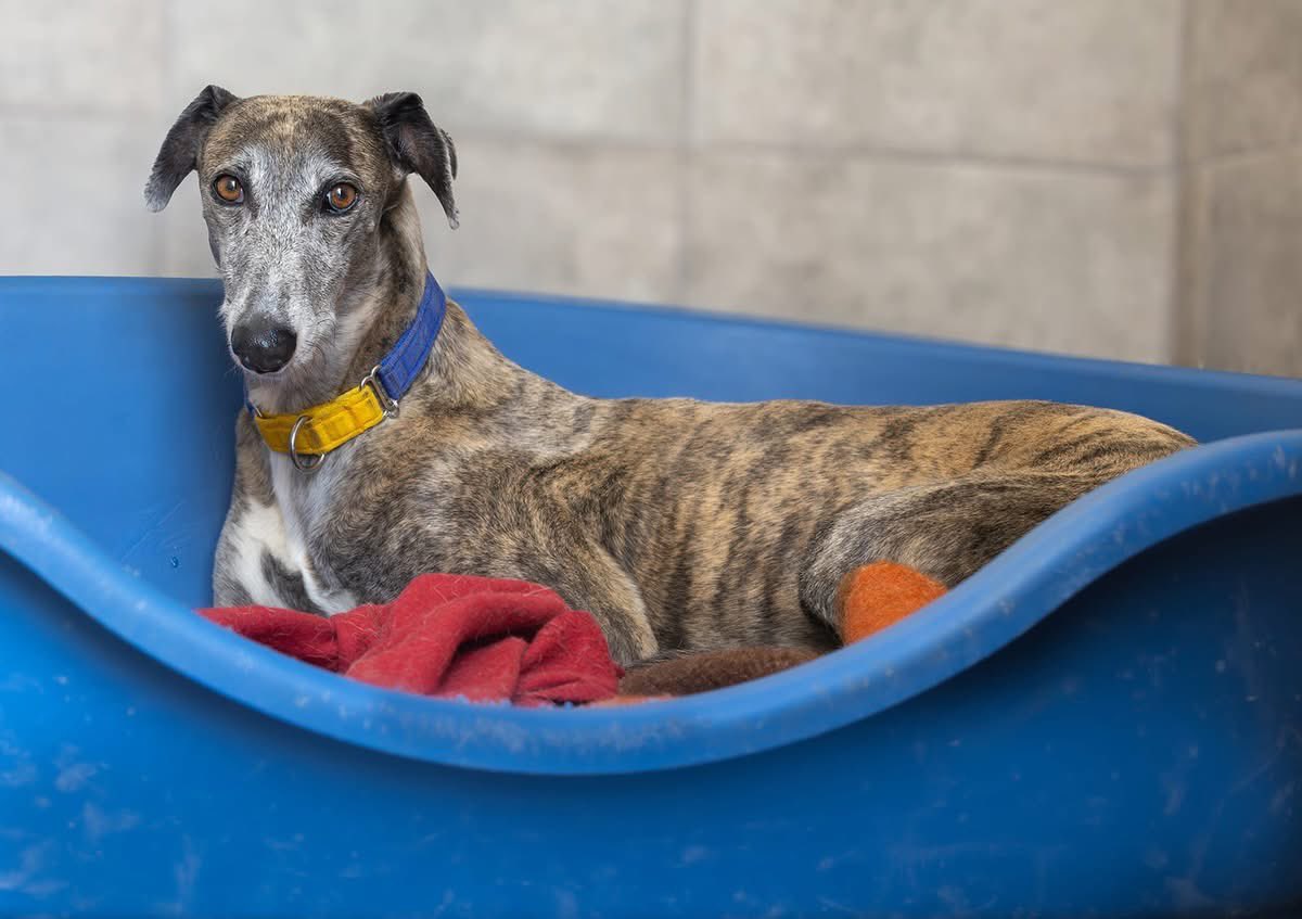 Galgos del Sol tweet media