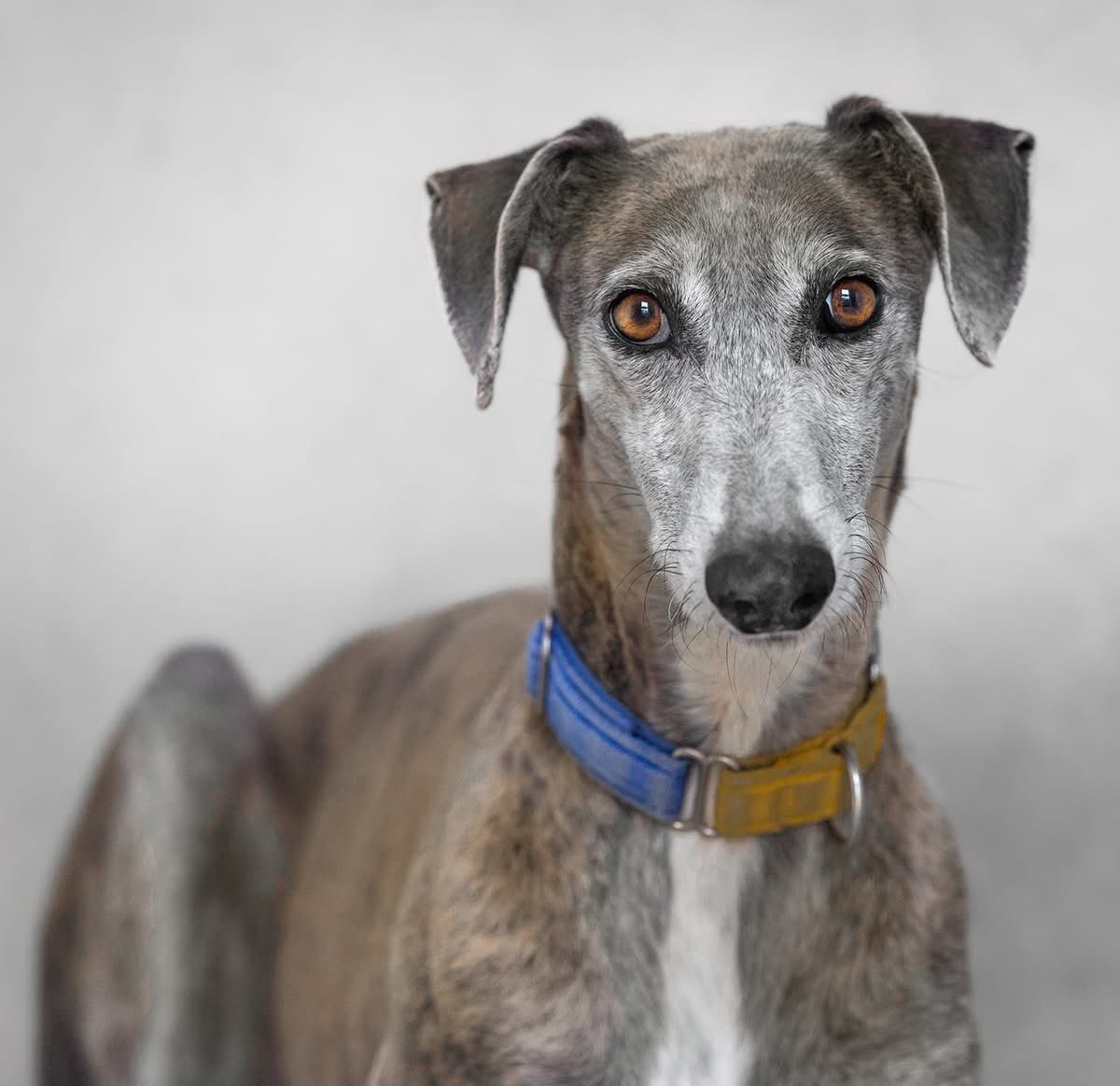 Galgos del Sol tweet media