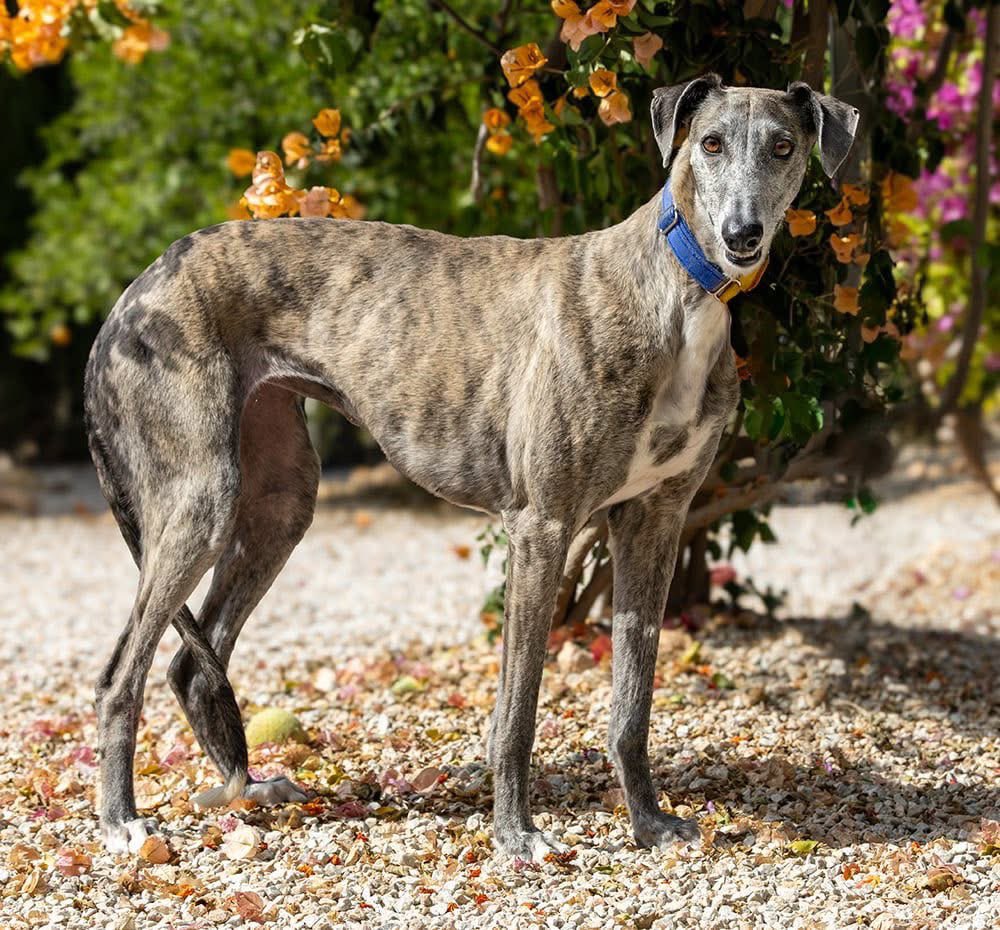 Galgos del Sol tweet media