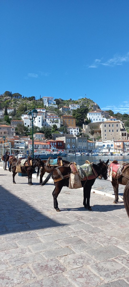 nancycappelli's tweet image. #Hydra 🇬🇷