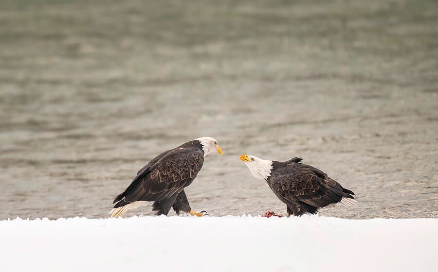 joancarroll's tweet photo. Alaskan Standoff https://t.co/7Xvu5weBv2 #eagles #baldeagles #pair #duo #birds #birdphotography #animalphotography #naturephotography #wildlife #wildlifephotography #alaska #haines #winter @joancarroll https://t.co/qQnV4Aorfl
