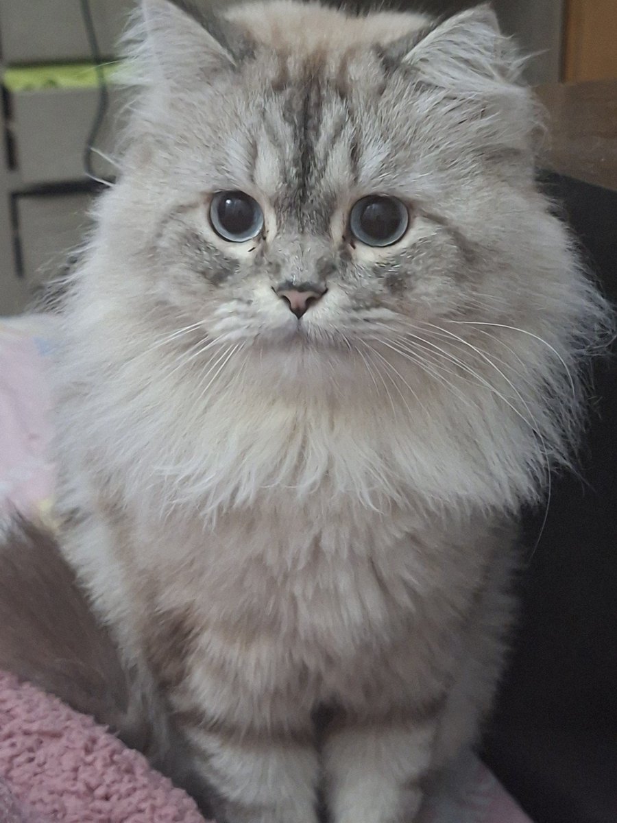 NoshyyBNB🐈😺 tweet media